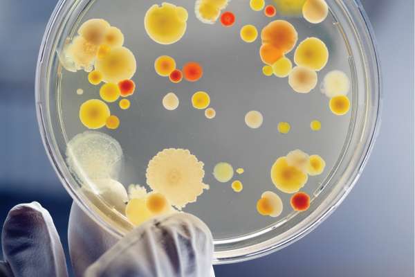 Microbiology Lab